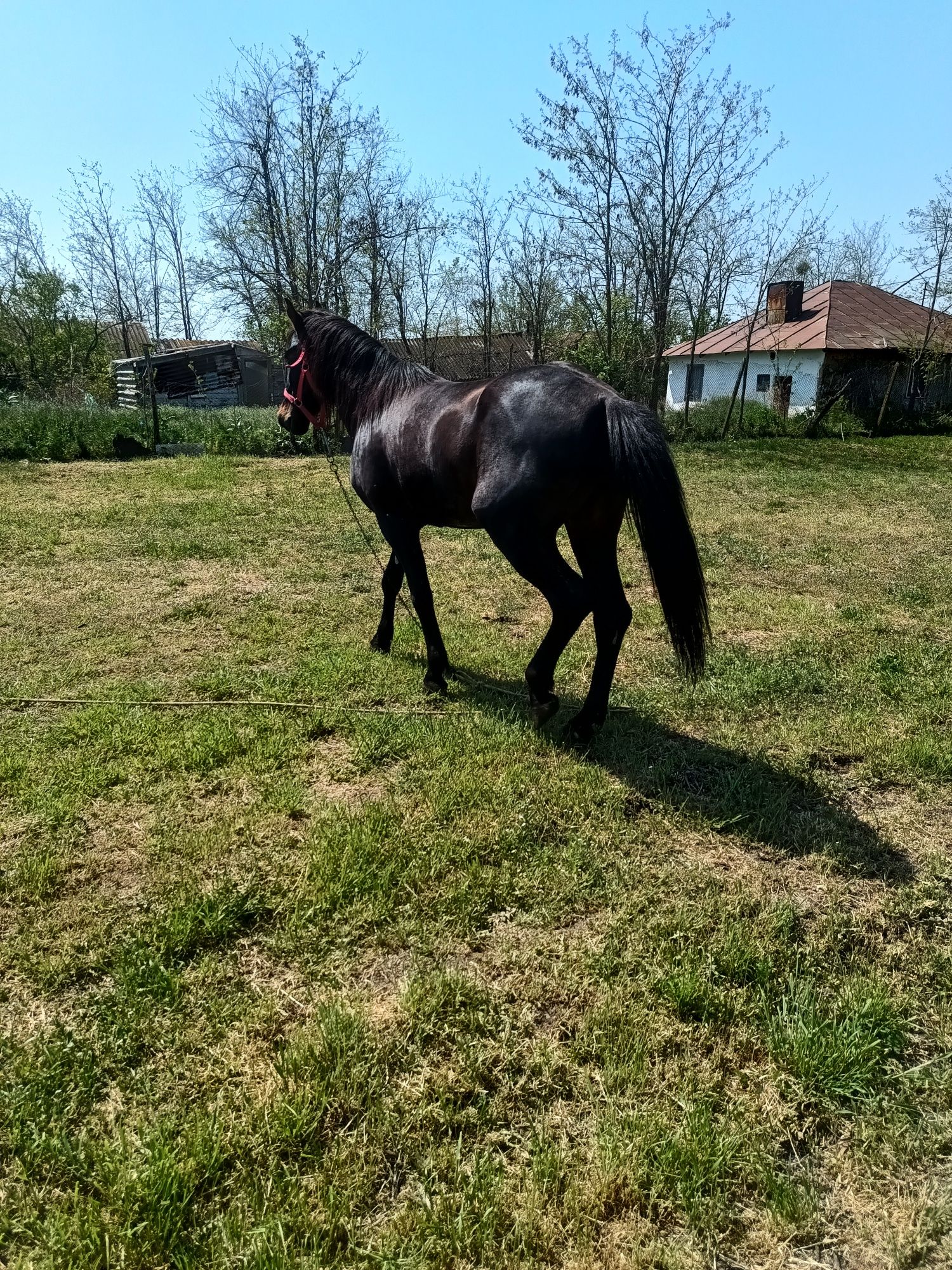 De vânzare cal castrat