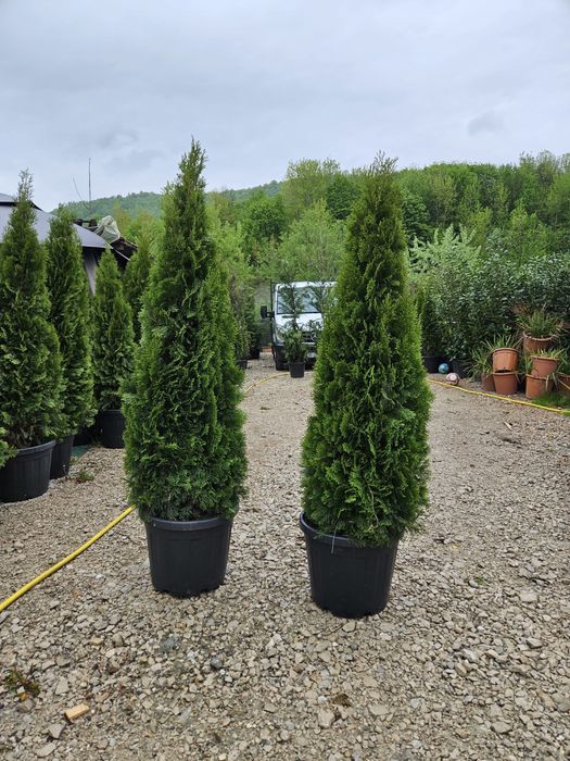 Tuia smaragd de mai multe dimensiuni