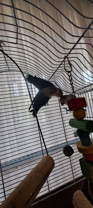 Papagali Agapornis 3