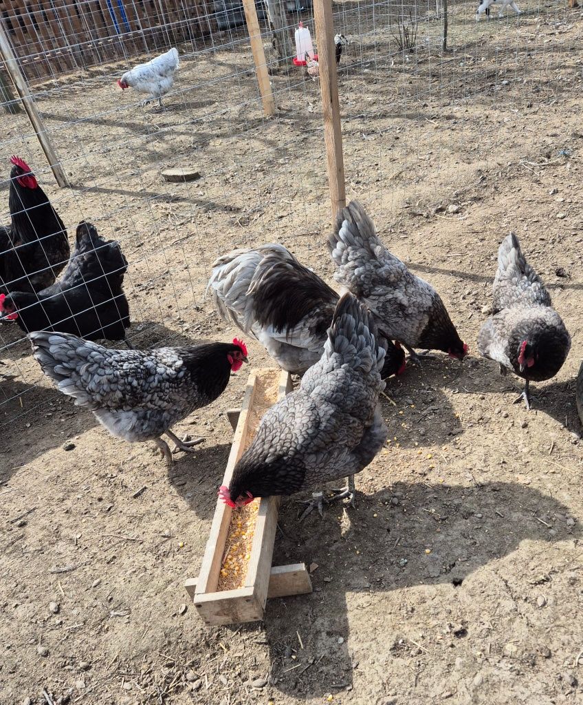 Oua pentru incubat  Australorp/negru,splash,gri