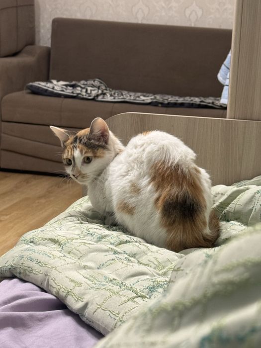 Отдам    кошку    в    добрые    руку