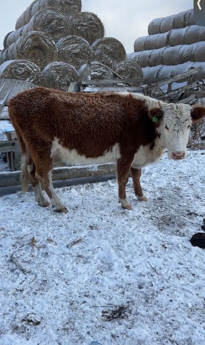 Коровы первотёлки