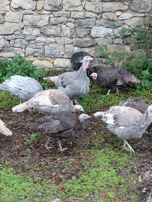 Пуйки и пуяци кръстоска