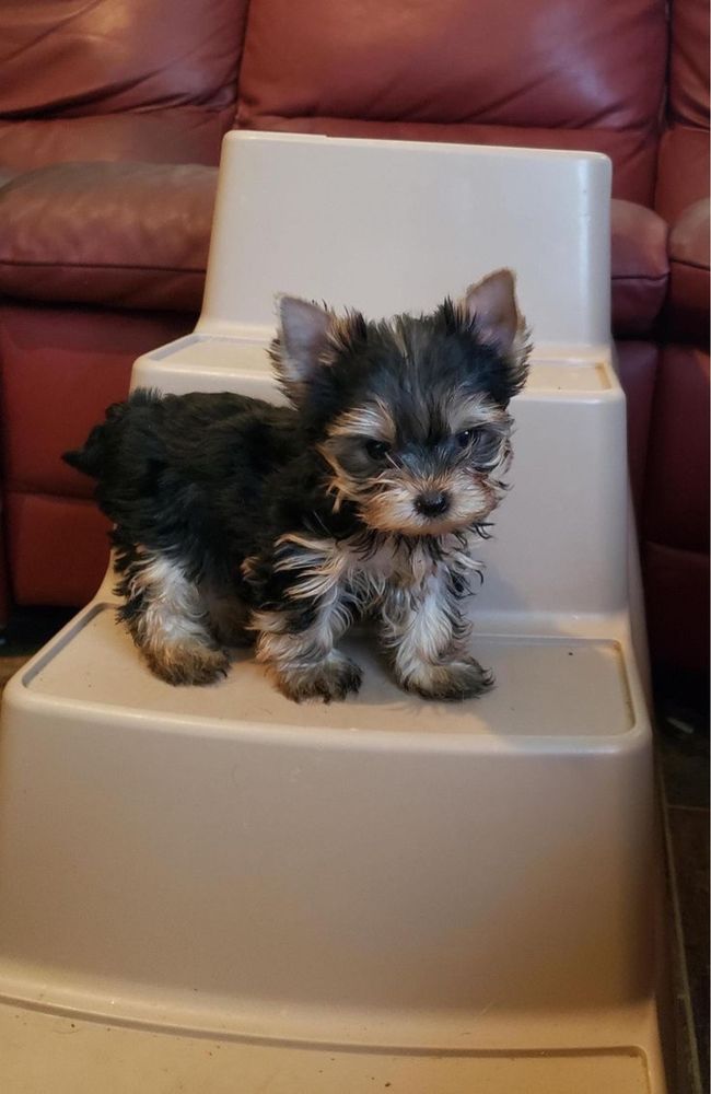 Pui Yorkshire Terrier - 8 saptamani - vaccinat, deparazitat