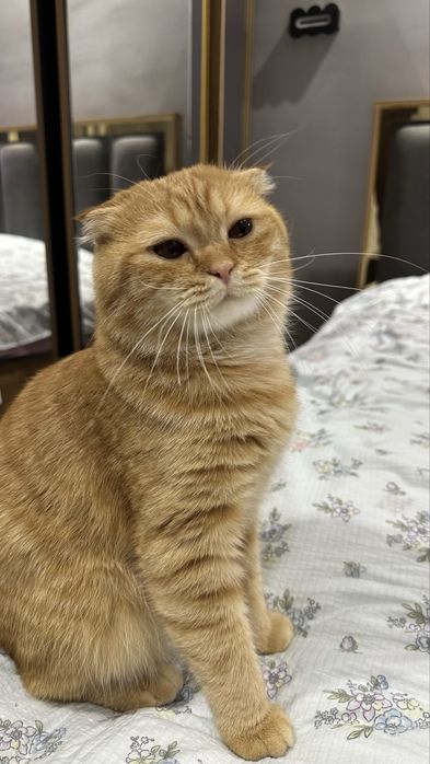 Skotish fold sotiladi