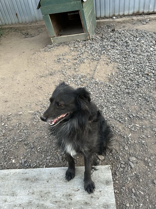 Отдам даром собаку Лайка