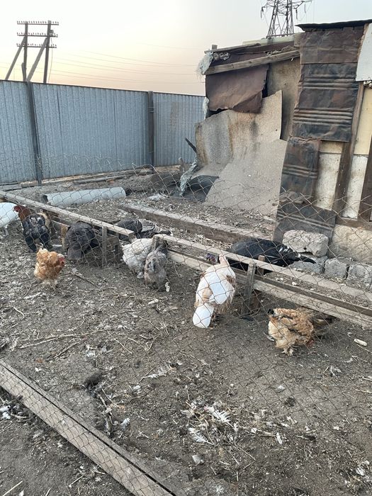 Продаются куры, индюки