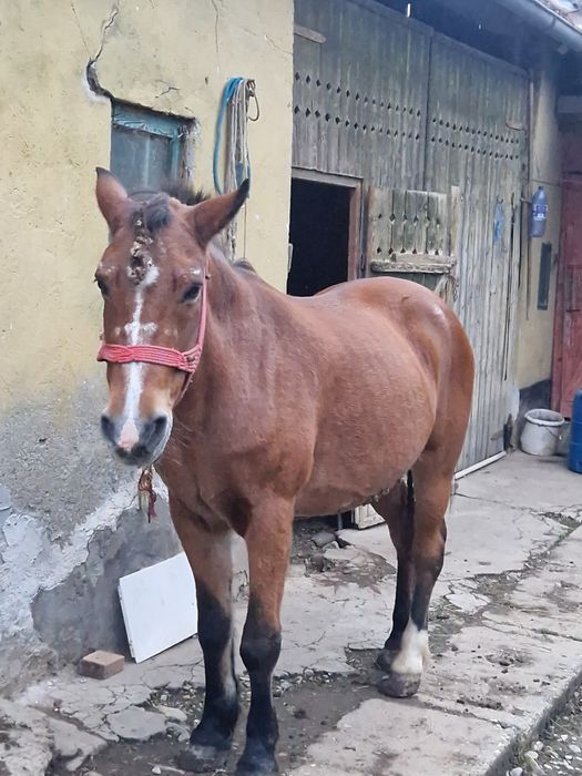 Vând cal comuna Chiochis, sat Țentea