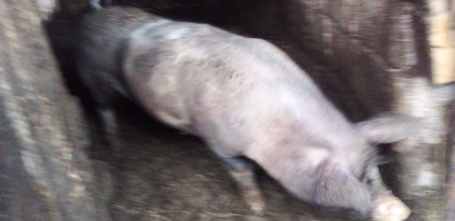 Animale vînd mînză