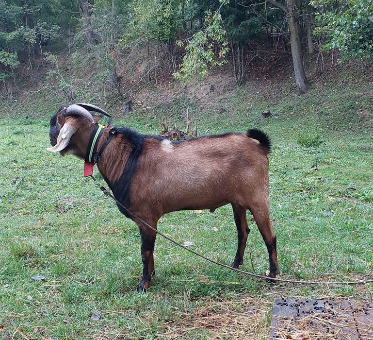 Țap anglo nubian de 2 ani cu pedigree