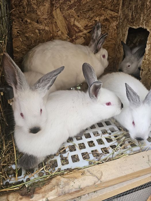 Кролики калифорнийские евро