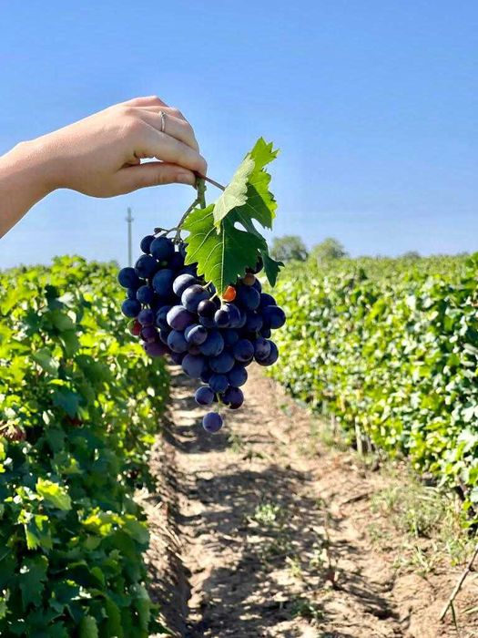 Vand struguri de vin si masa!