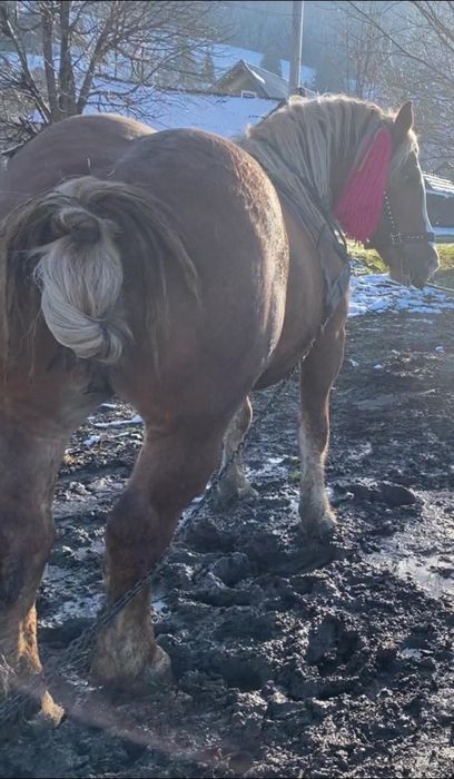 De vânzare armasar de 4 ani