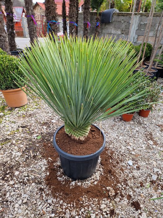 Maslin copacel olea europaea,yucca,palmieri,plante exotice ornamentale