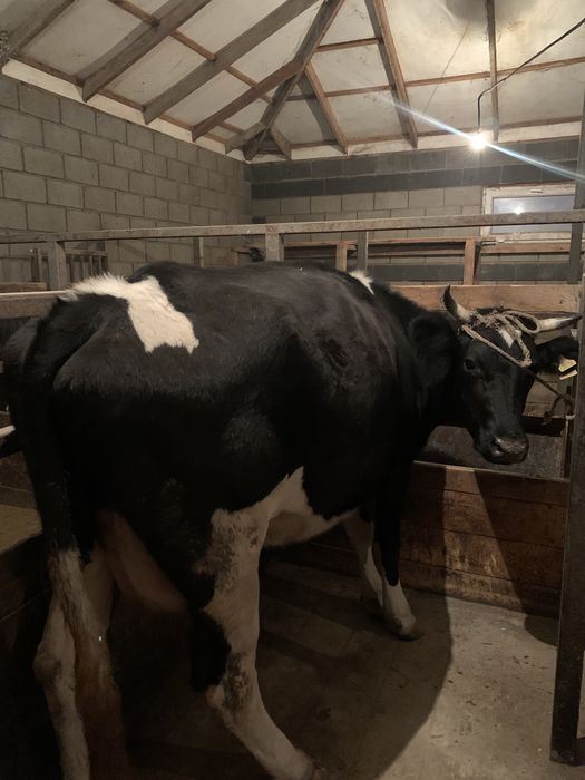 Продается коровы