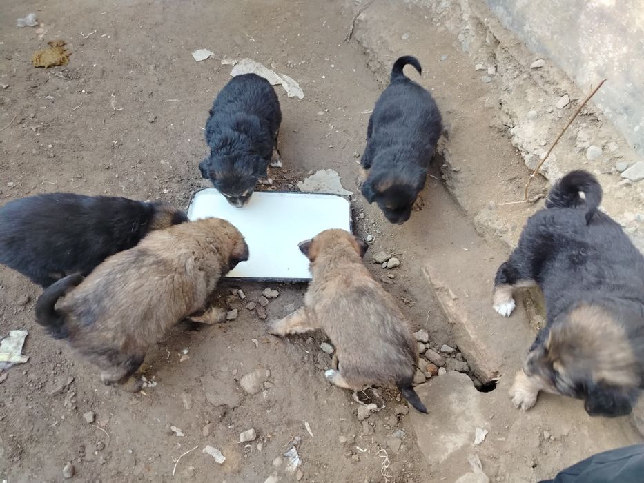 Отдам щенков в добрые руки