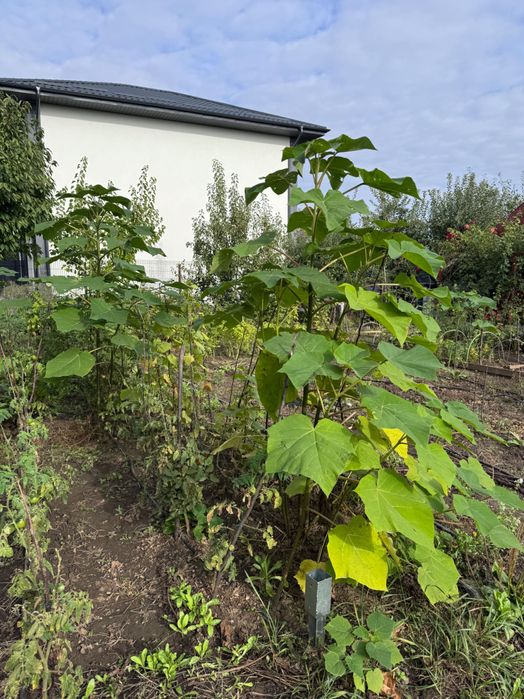 Copaci Pawlonia diferite dimensiuni, de aproape 1 an