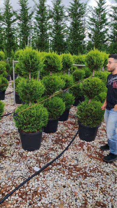 Plante ornamentale