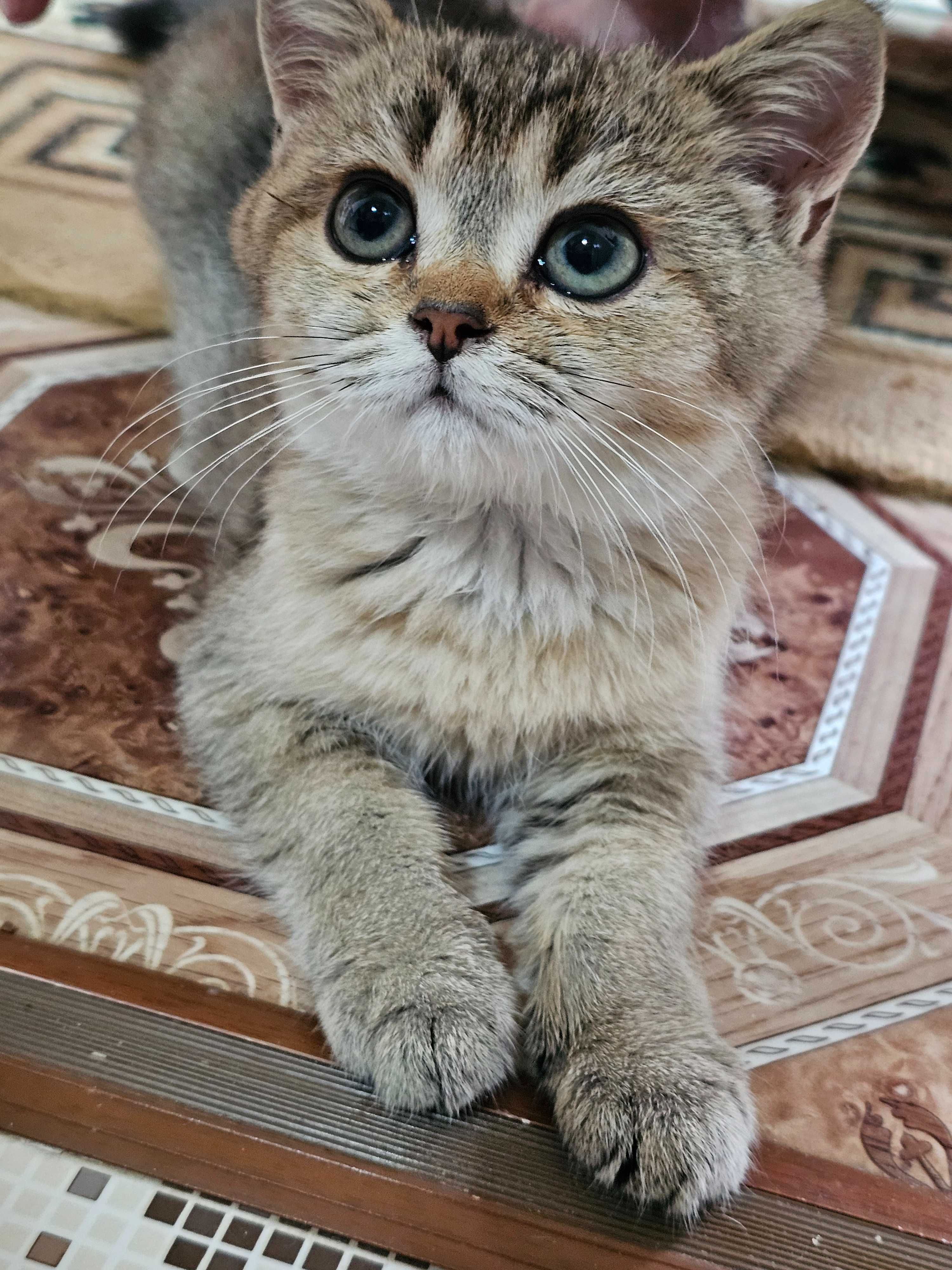 100% Британский котенок .Окрас ШИНШИЛЛА