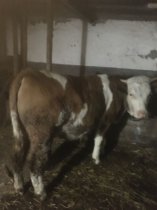 Vând Juncă 1 an si doua luni