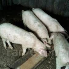 Продам поросят от 1-3 месяцев