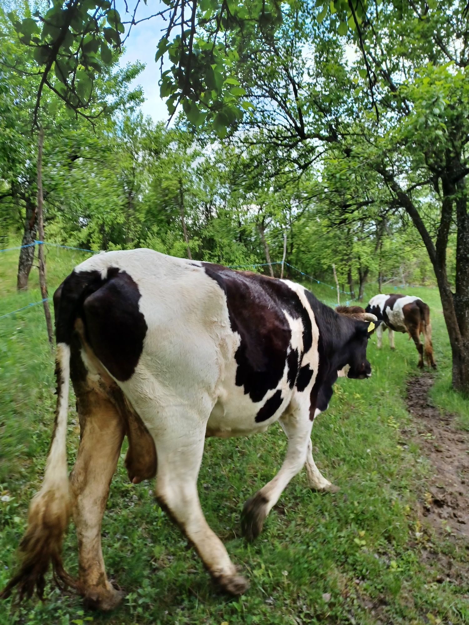 Vând vacă și vițel