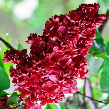 Pomi ornamentali  liliac parfumat  Roșu intens