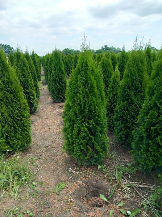 Tuia smarald verde persil asigur transport plantat