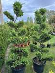 Plante ornamentale