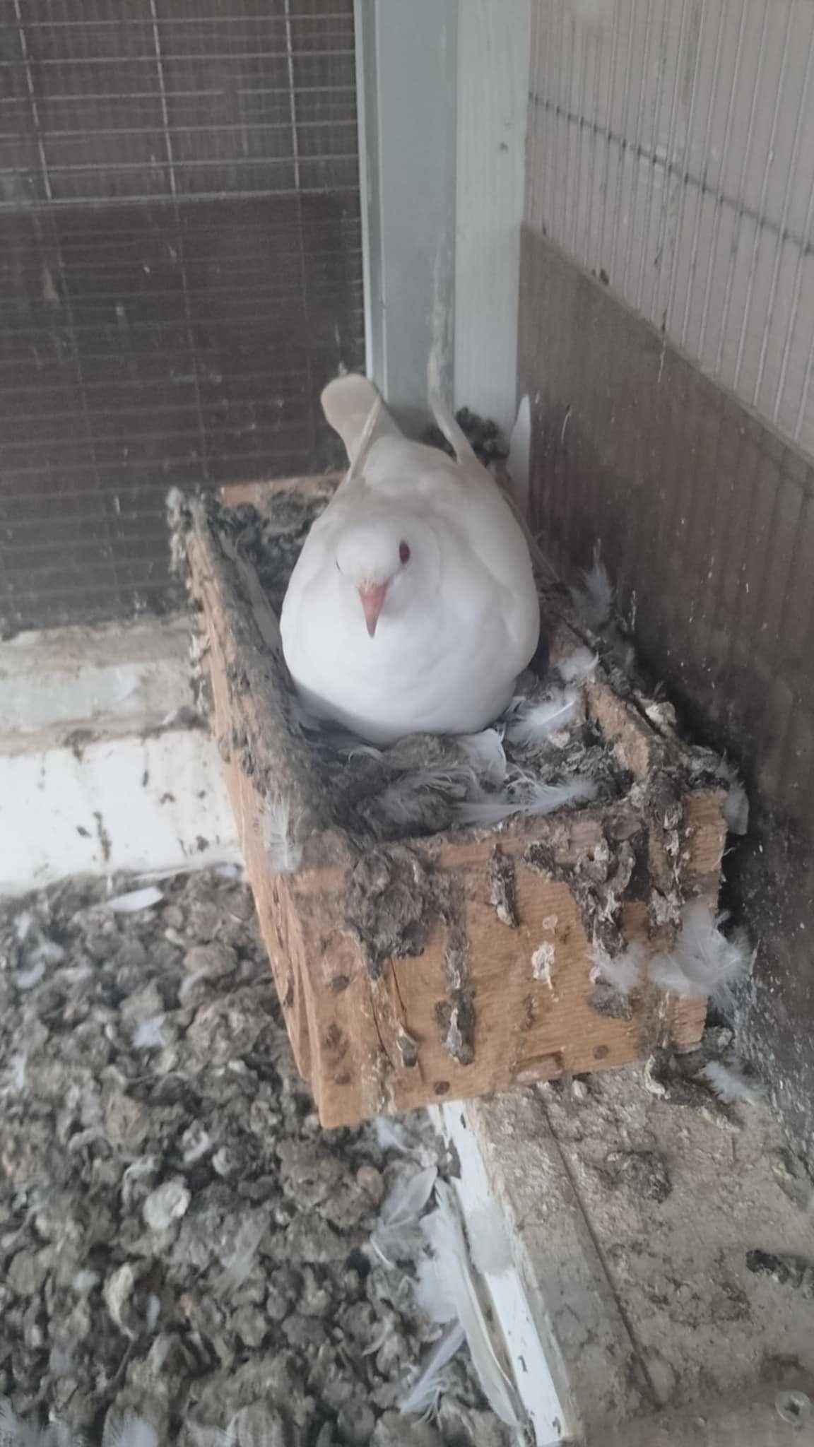 Гугутки Скумрийки