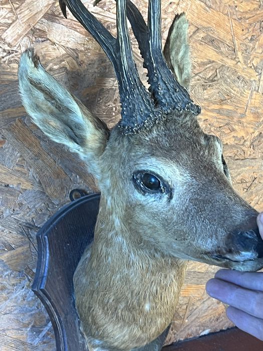 Cutite de vanatoare si trofee