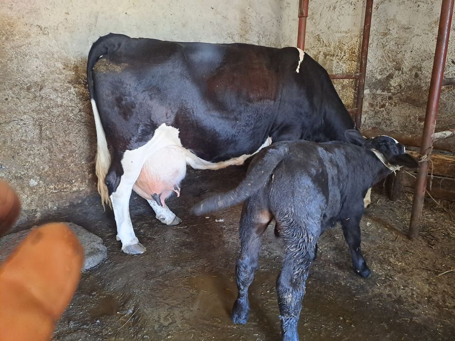 Vând vaca cu vițel