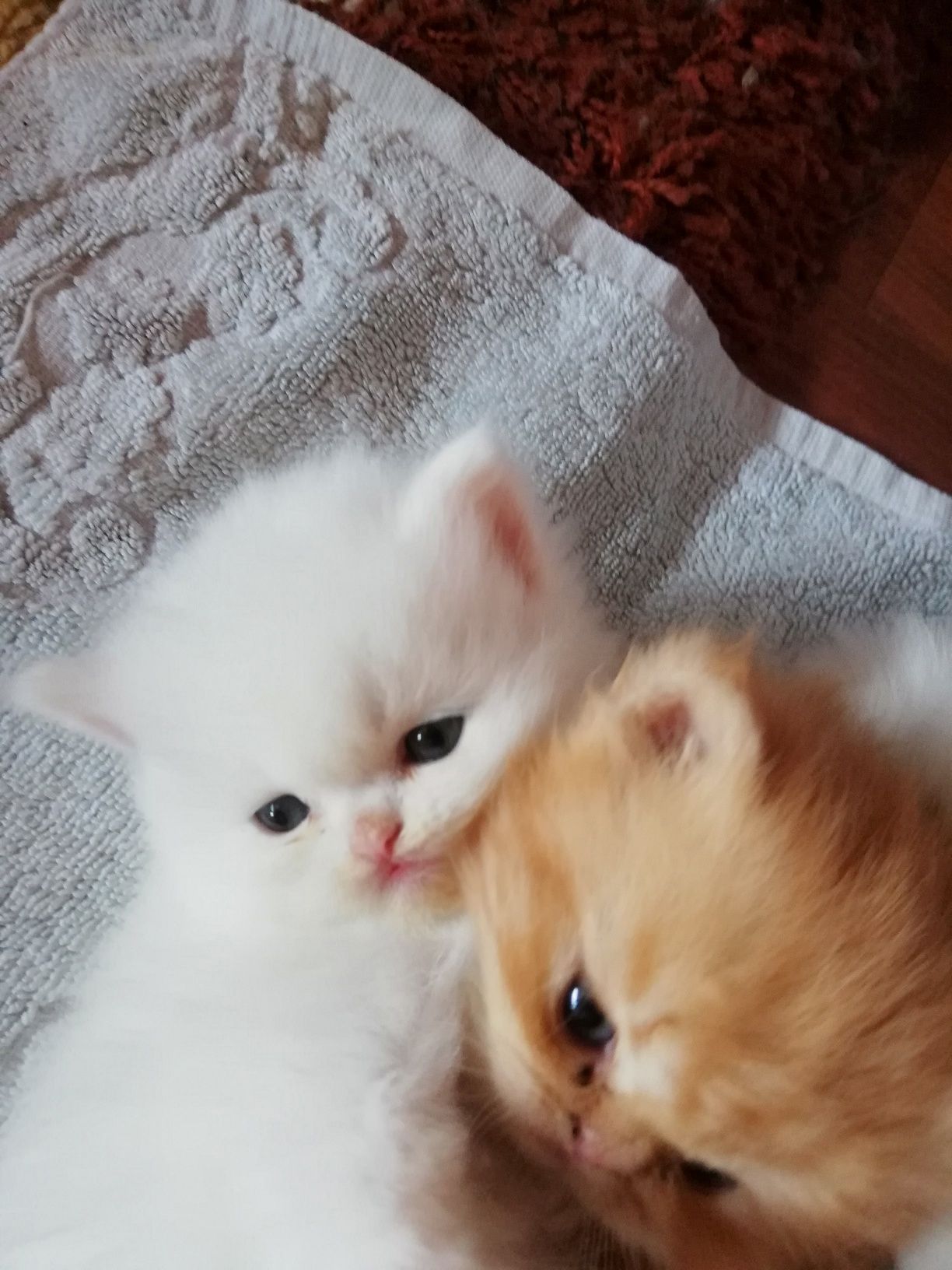 Персийски котенца