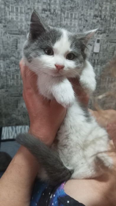 Красивый котёнок!