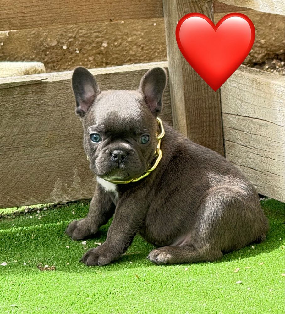 Femela buldog francez blue