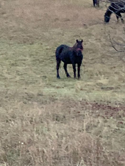 Iapa neagra frumoasa