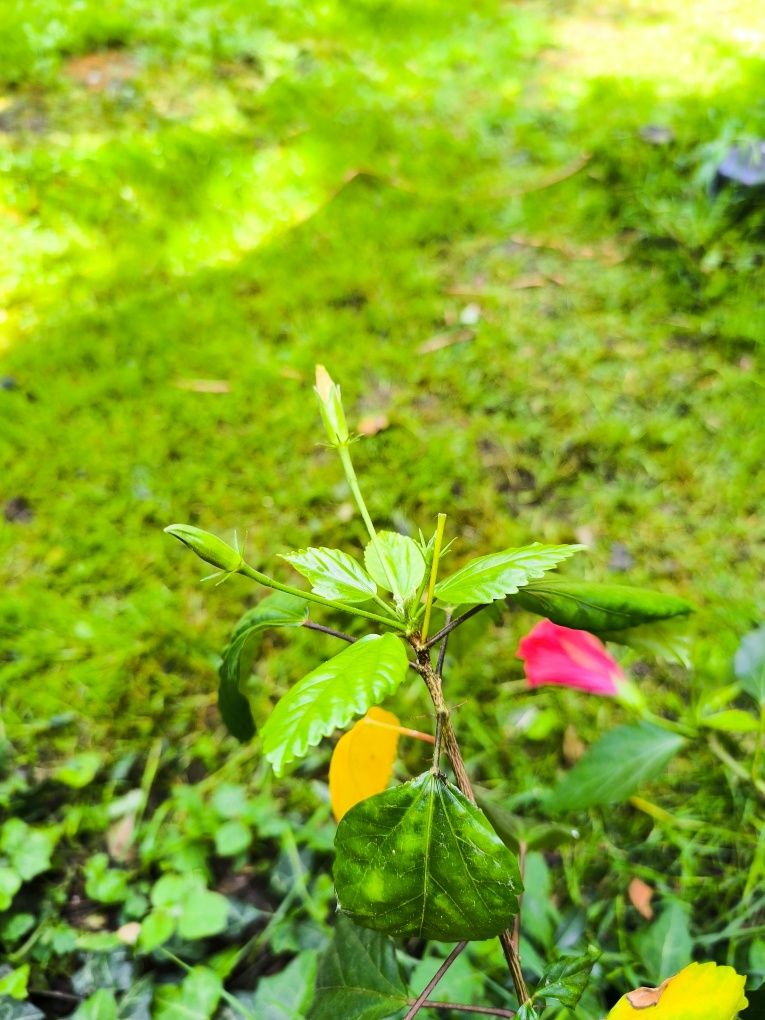 Hibiscus trandafir japonez