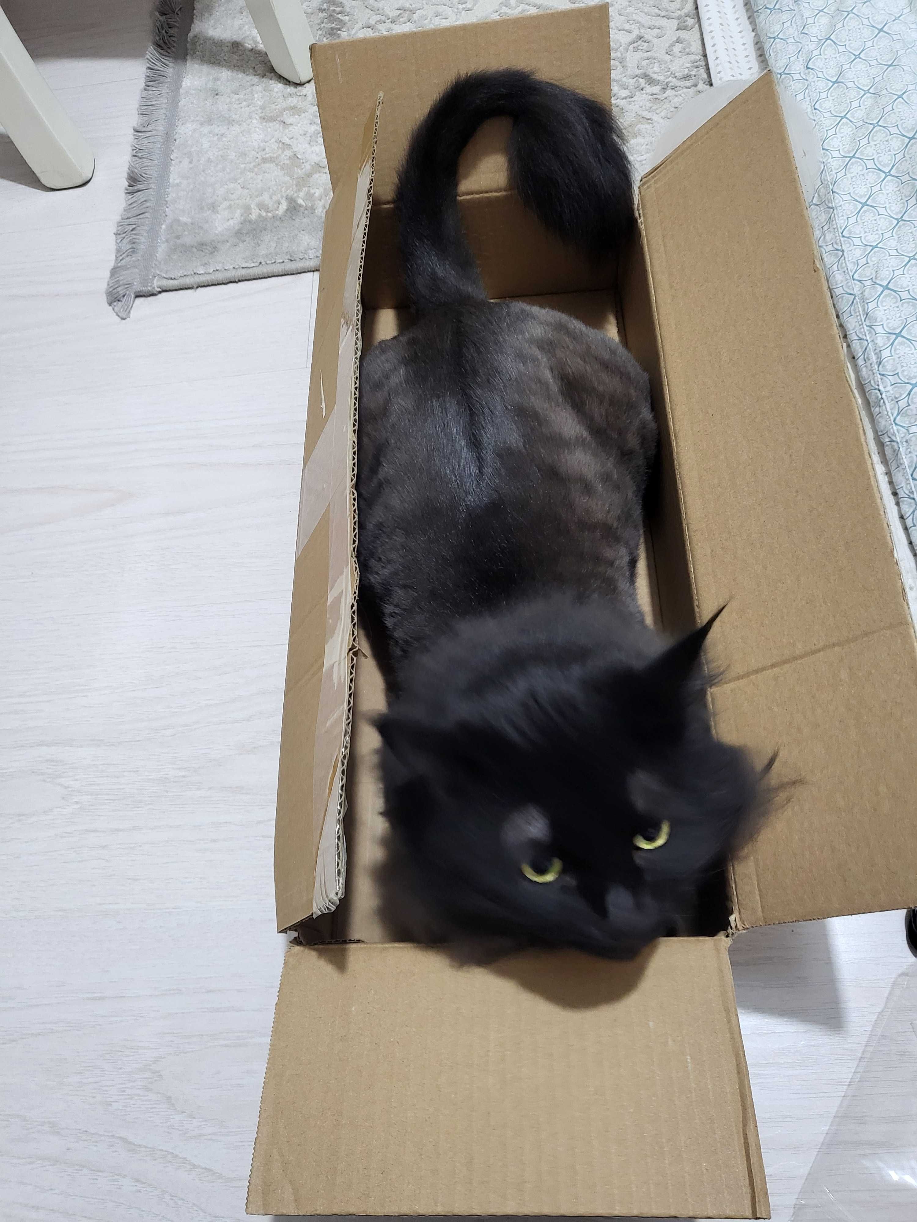 Кошка, сибирский тифани
