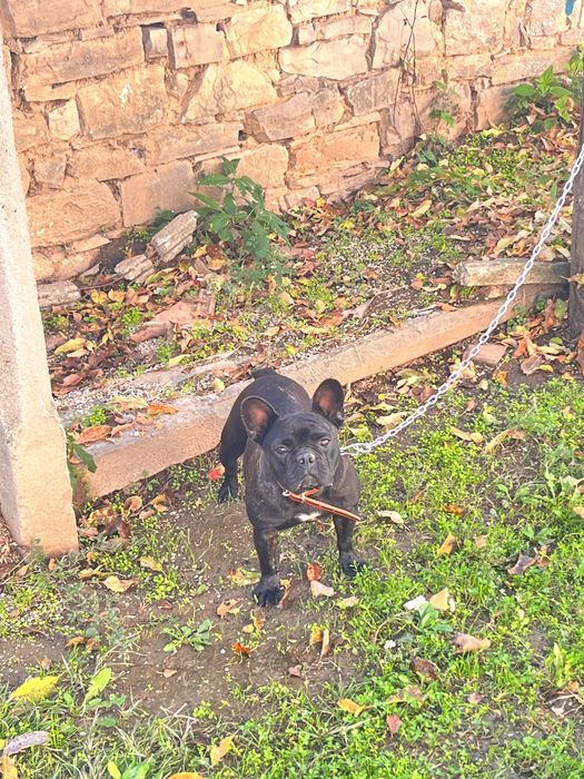 Продавам този френски булдог женска е