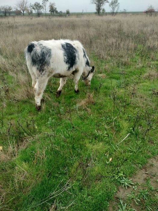 Vând vaca junică albastra belgian