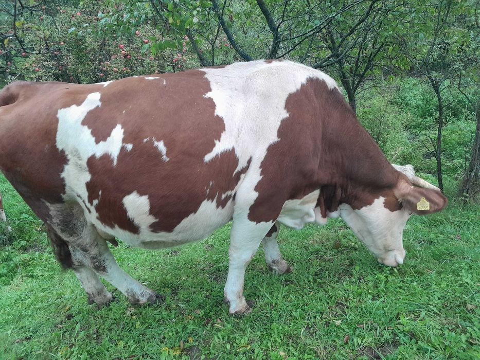 Vând Bălțată românească, 3,5 ani