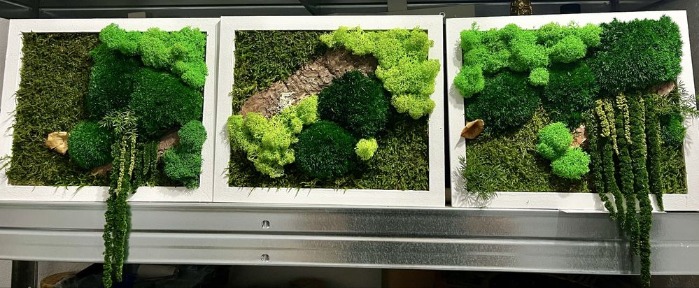 Tablouri cu licheni, plante stabilizate si muschi