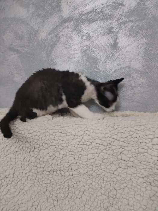 Devon Rex pui mascul