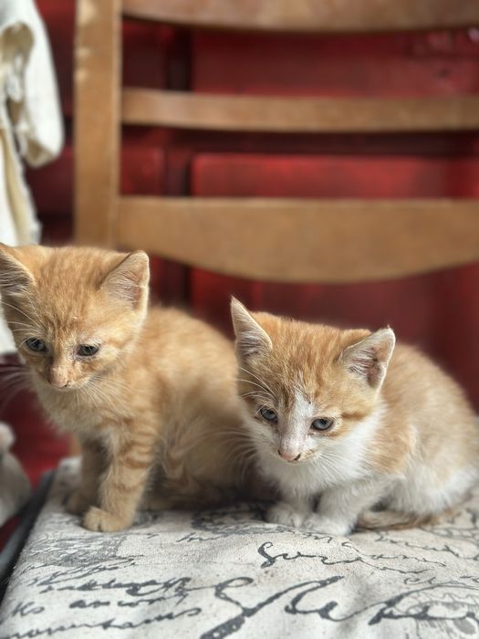 Котенца, оранжеви