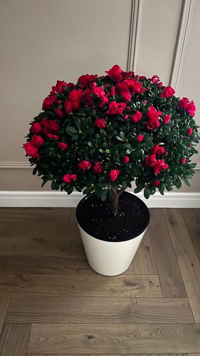 Цветок Азалия куст