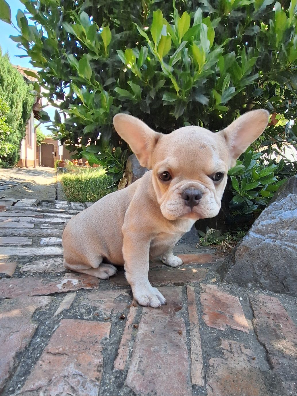 Bulldog francez fetita