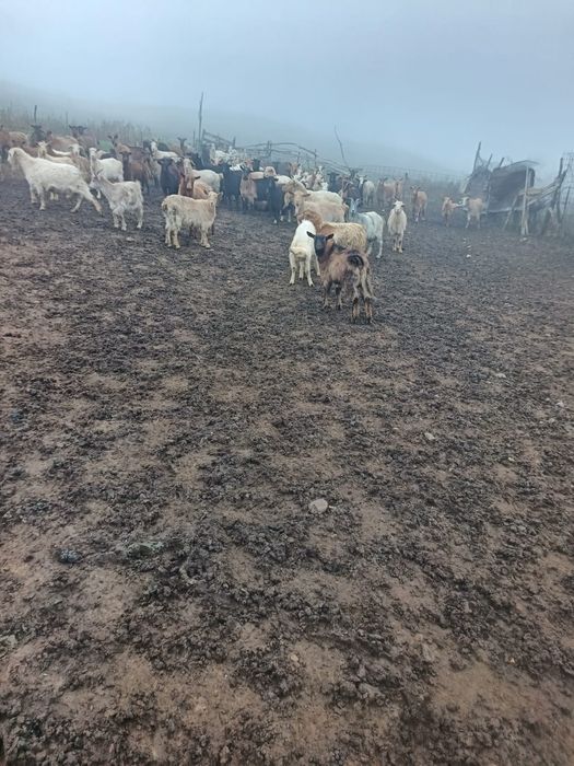 Vând 120 de capre sau schimb cu oi