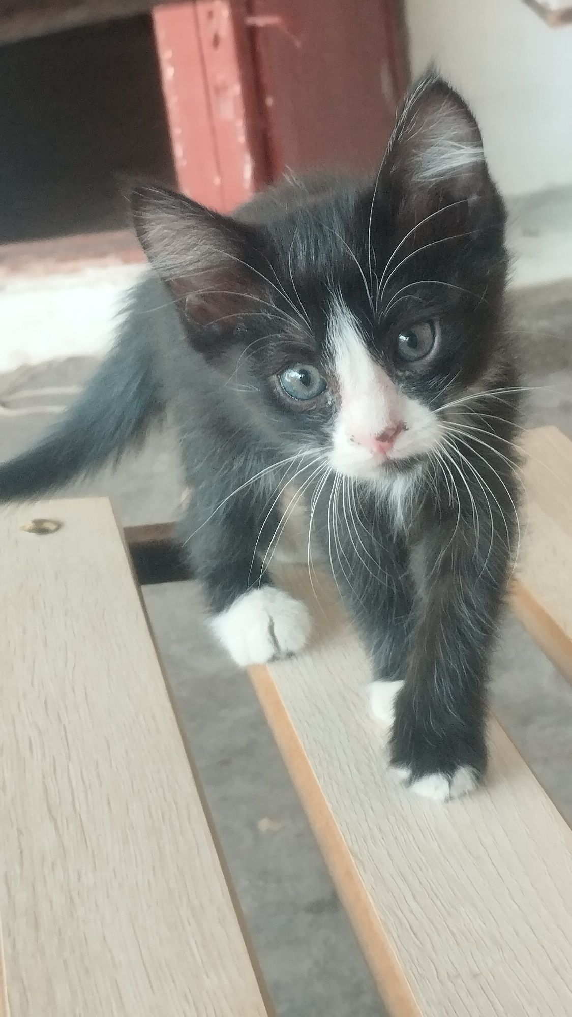 Котята отдам в хорошие руки 4 штуки