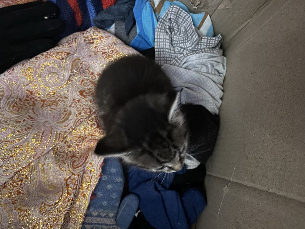 Котята в добрые руки
