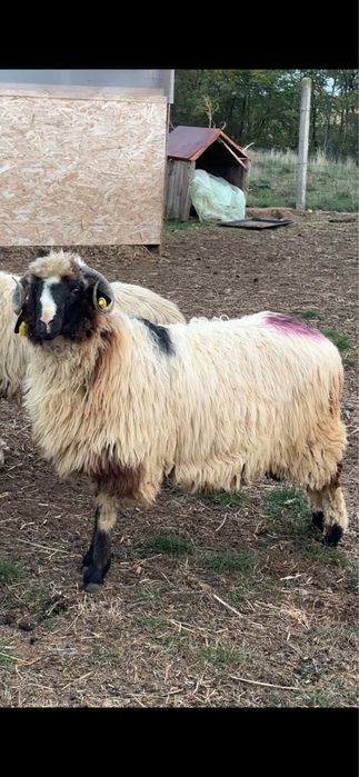 Berbecut de anul acests   breaz de Hateg